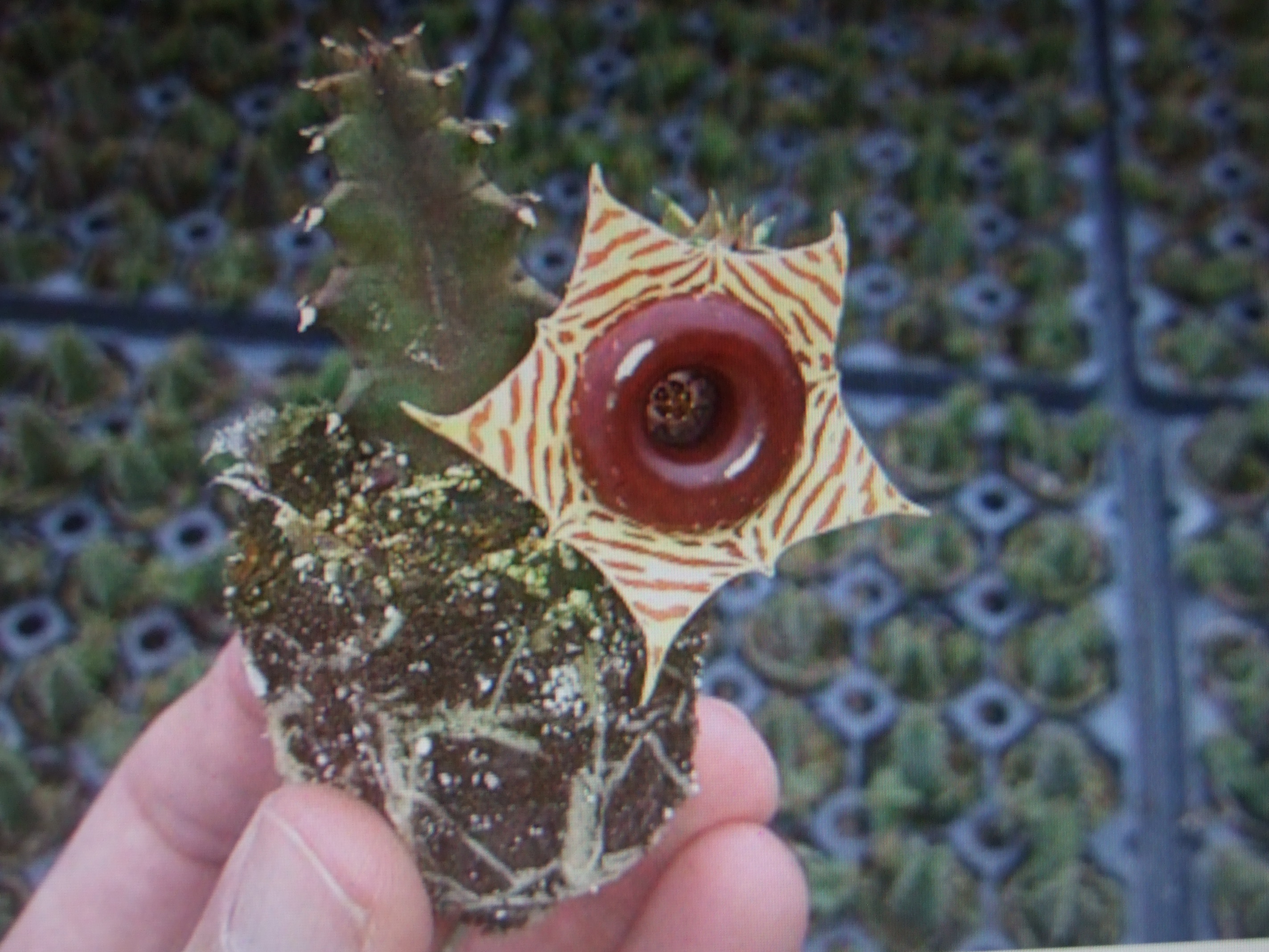 Huernia zebrina